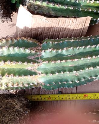 Disponibili! Echinopsis grandi dimensioni 