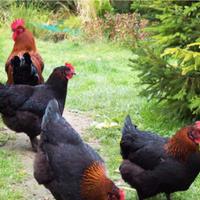 Galline e galli marans