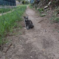 Gattina femmina di 3/4 mesi