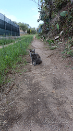 Gattina femmina di 3/4 mesi