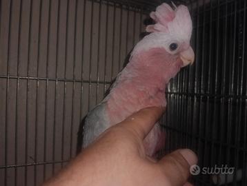 Cacatua roseicapilla allevato a mano