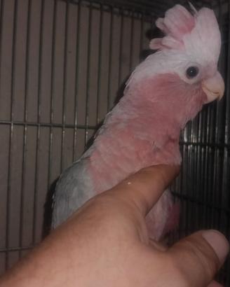 Cacatua roseicapilla allevato a mano
