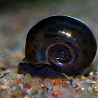 Lumache Planorbarius acqua dolce