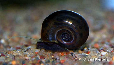 Lumache Planorbarius acqua dolce