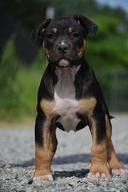 American Pitbull Terrier UKC