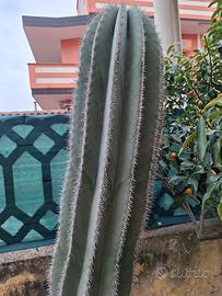 Piante grasse