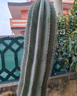 Piante grasse