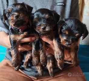 Cuccioli di Yorkshire