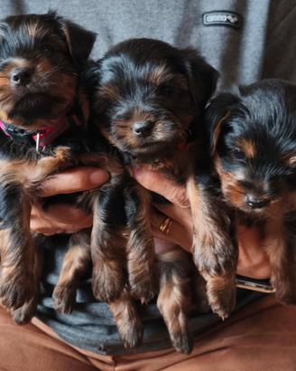 Cuccioli di Yorkshire