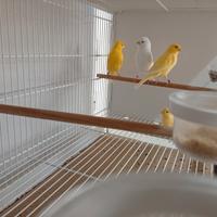 Canarini bianchi e gialli