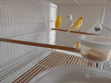 Canarini bianchi e gialli