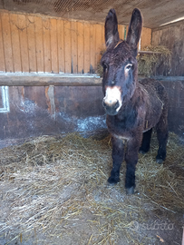 Monta asino Martina Franca