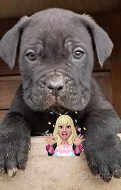 Splendida femminuccia di cane corso