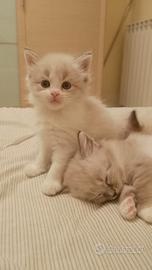 gatti siberiani 