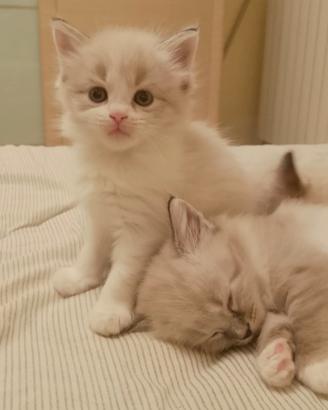 gatti siberiani 