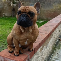Bulldog Francese per monta