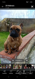 Bulldog Francese per monta