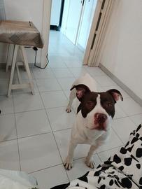 American Pittbull Terrier