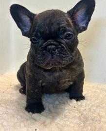 Cuccioli di bulldog francese maschi e femmine