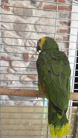 Bellísimo Papagallo alevato a mano
