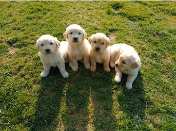 Golden Retriever cuccioli