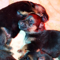 Cuccioli di pastore tedesco