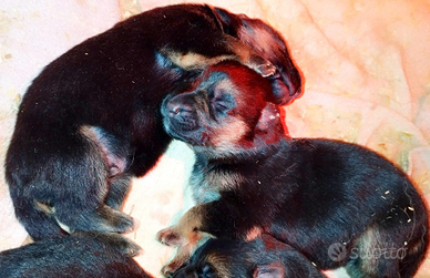 Cuccioli di pastore tedesco