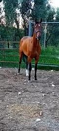 Anglo arabo