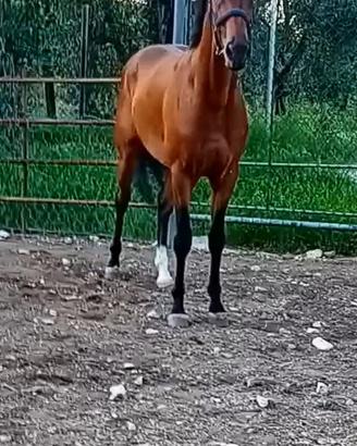 Anglo arabo