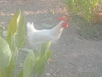 Galli