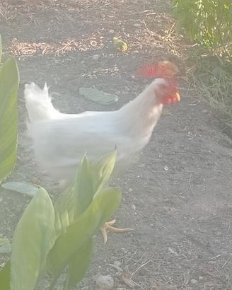 Galli