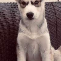 Cuccioli di Husky