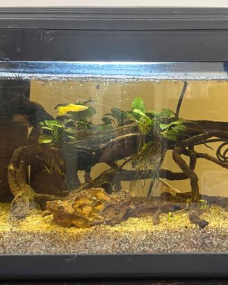 Acquario completo avviato