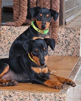 Cuccioli pinscher nano