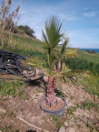 palme cocos Washington siepi cicas