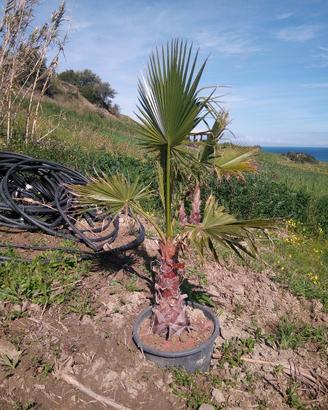 palme cocos Washington siepi cicas