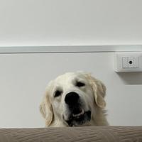 Golden Retriever Inglese "White" per accoppiamento