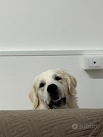 Golden Retriever Inglese "White" per accoppiamento