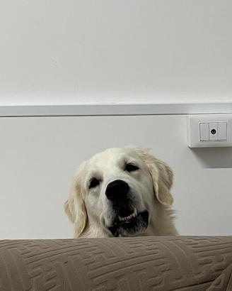 Golden Retriever Inglese "White" per accoppiamento