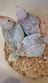 Parrocchetto da collare