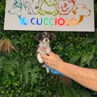 Cucciola chihuahua tricolore femmina