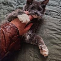 Cucciola Maine Coon PEDIGREE