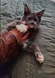 Cucciola Maine Coon PEDIGREE