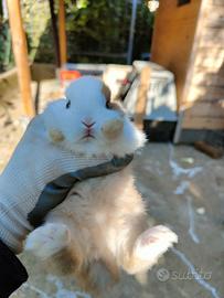 Coniglio nano