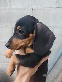 cucciola bassotto. 
