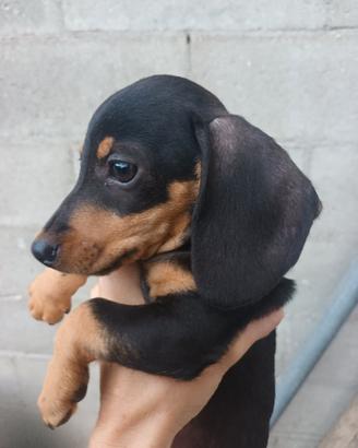 cucciola bassotto. 