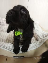 Cocker spaniel maschio