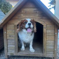 cucce per cani da esterno