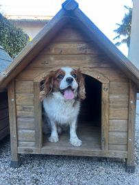 cucce per cani da esterno