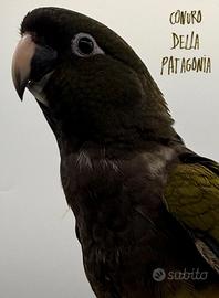 Pappagalli Conuro della Patagonia allevati a mano
